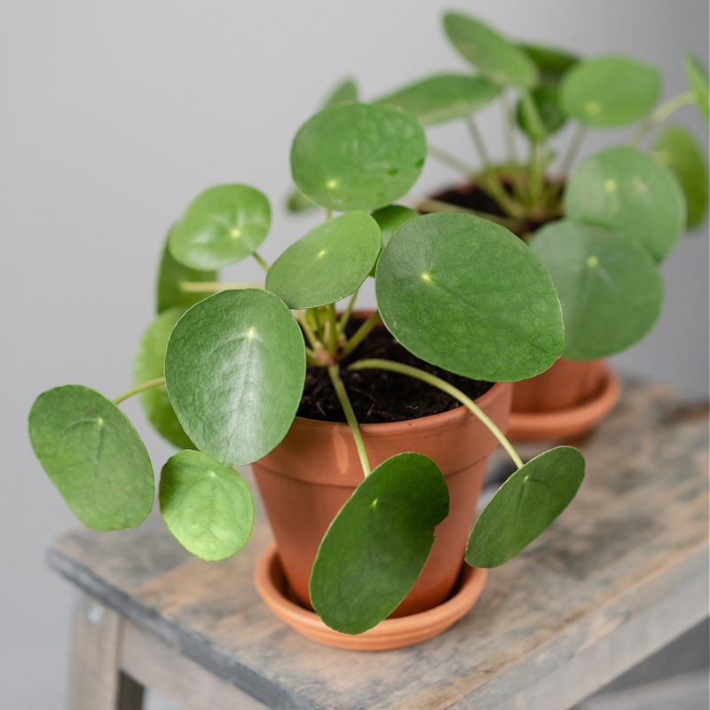 pancake plant, coin plant, pilea peperomioides on table by gray wall