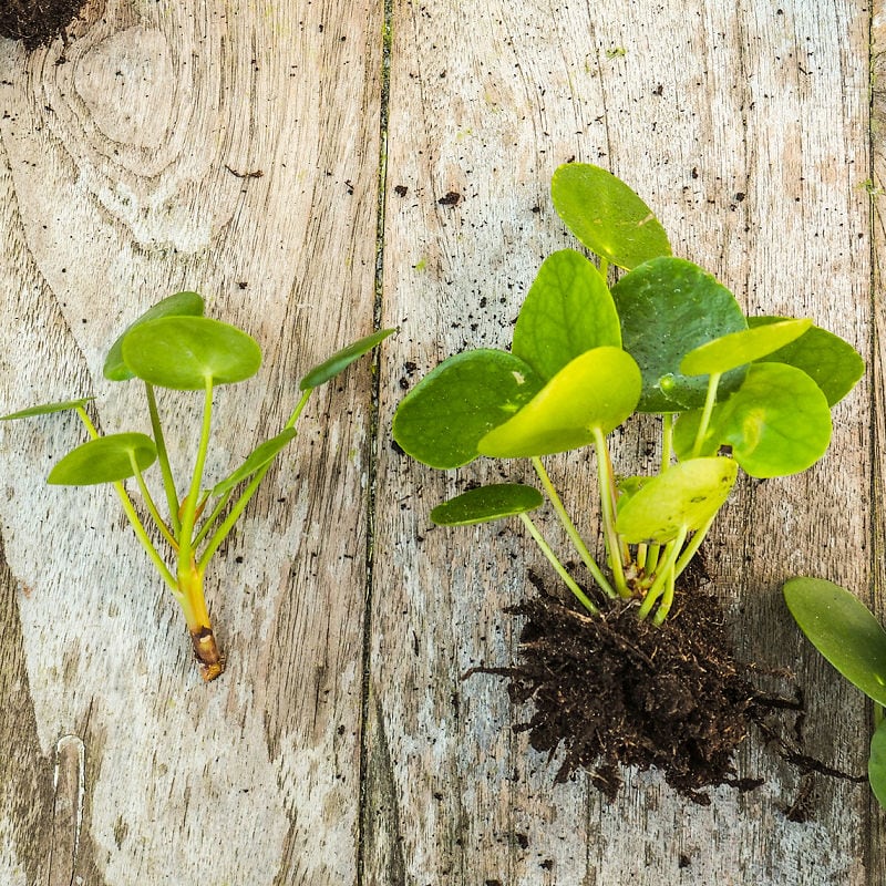 chinese money plant propagation, pilea babies on table top, plantlets or pups