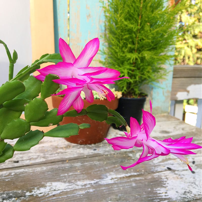 bright pink zygocactus blooms, thanksgiving cactus with evergreen background