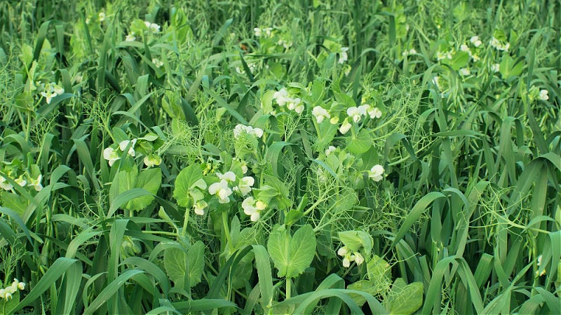 peas and oats as green manure cover crop
