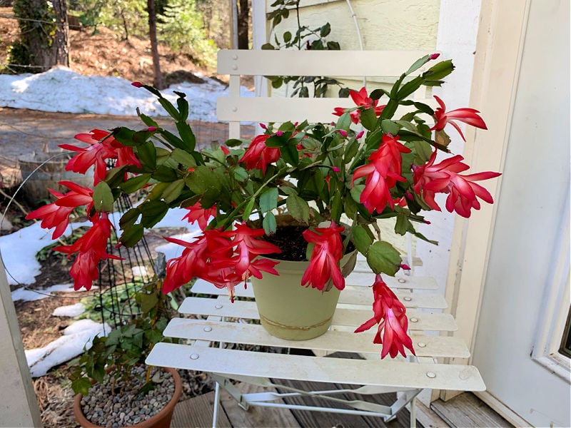 blooming red christmas cactus sitting on a chair,