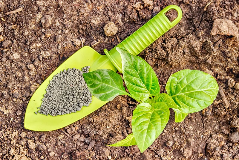 fertilizer on trowel next to plant