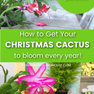 christmas cactus in bloom with text overlay, how to get your christmas cactus to bloom every year, flower patch farmhouse dot com