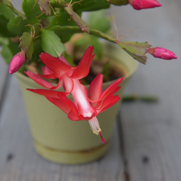 Exotic Dancer zygo or thanksgiving cactus bloom