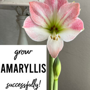 appleblossom amaryllis flower with text overlay, Grow Amaryllis successfully, press here for how, flower patch farmhouse dot com