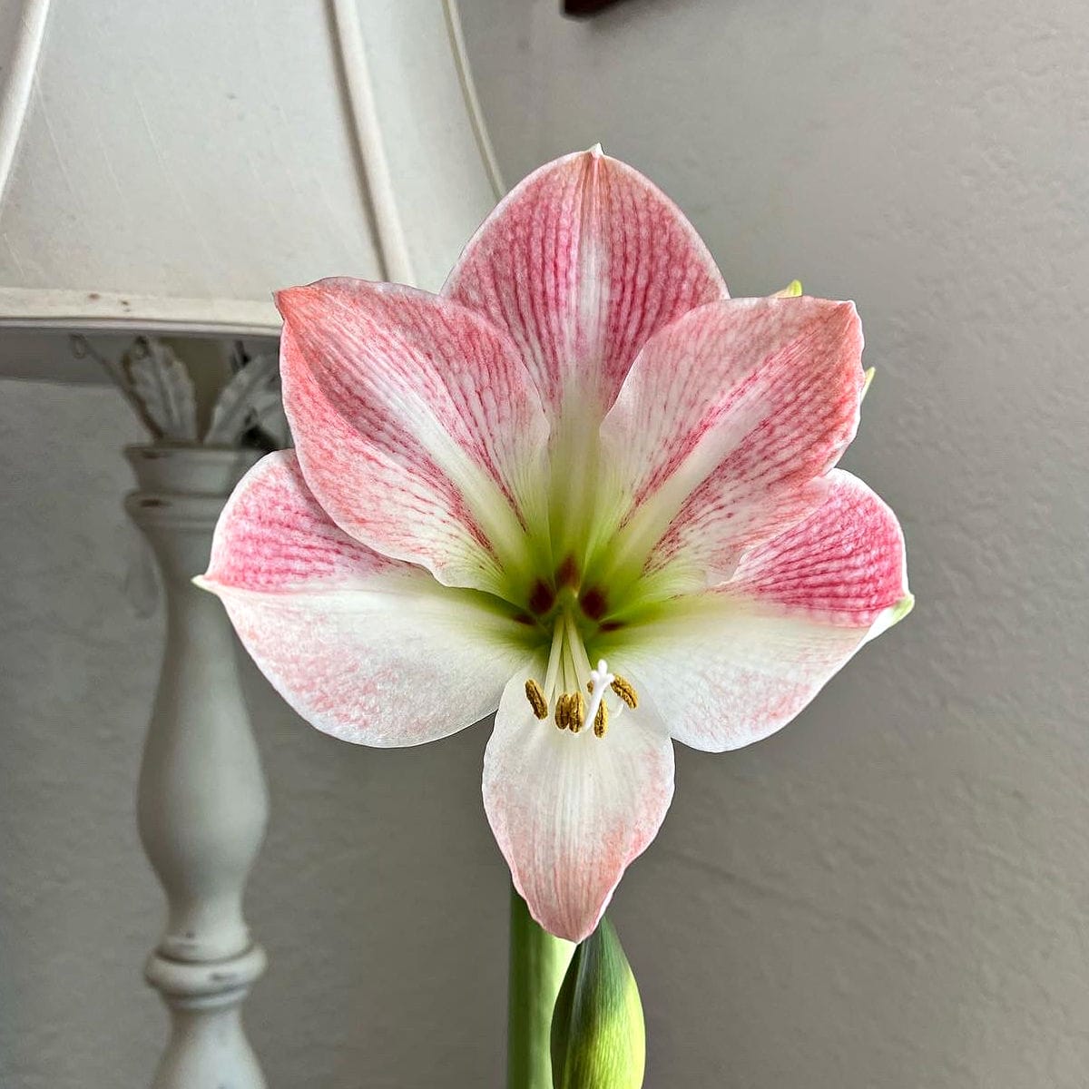 close up of apple blossom amaryllis flower