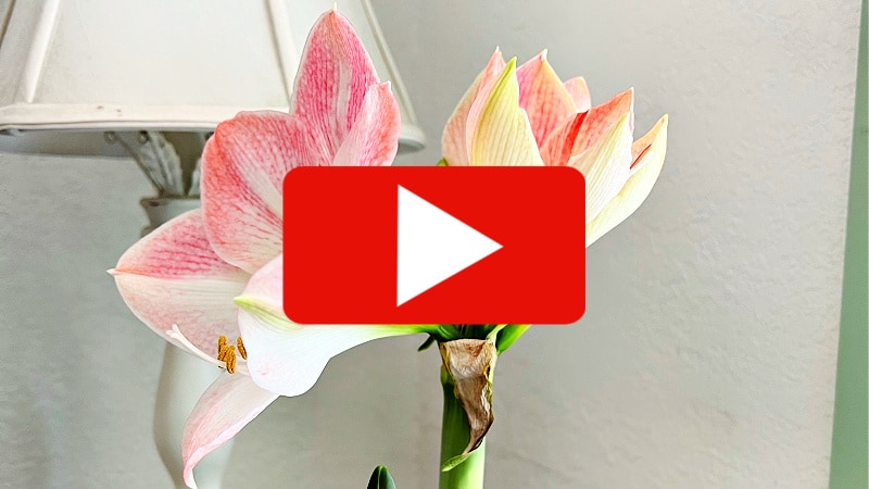 apple blossom amaryllis bloom with red video play button overlay