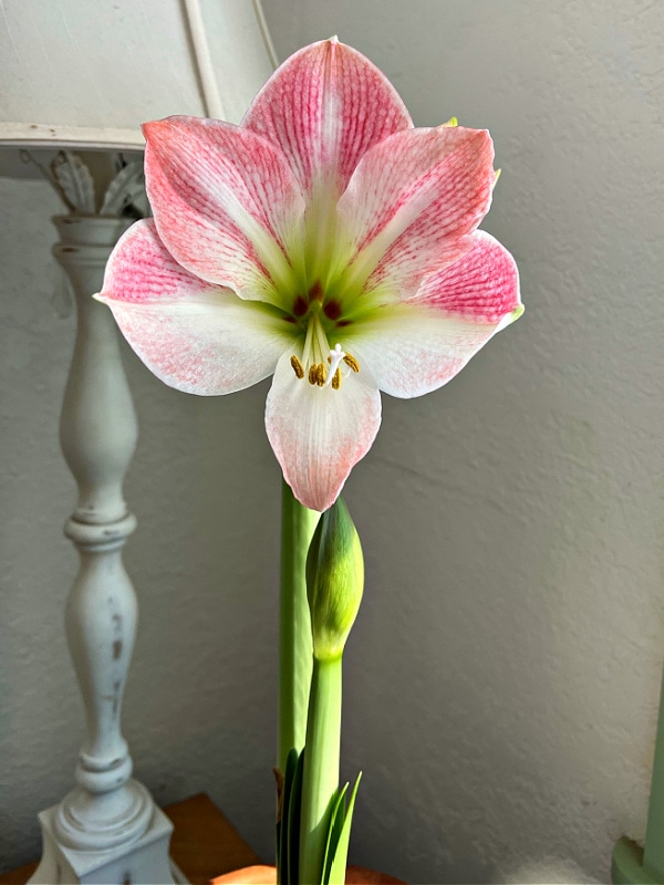 apple blossom amaryllis in bloom in front of white wall