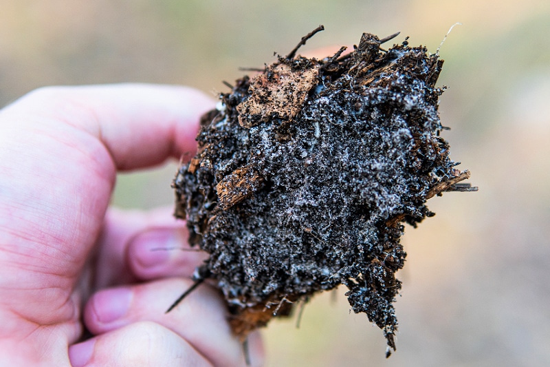 mycelium of fungi in the forest, the natural development of mycelium in the forest biosphere