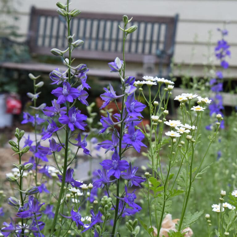 larkspur blooming in a garden with feverfew, garden bench in background