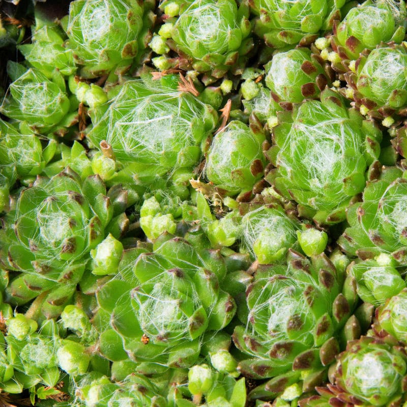 cobweb hens and chicks