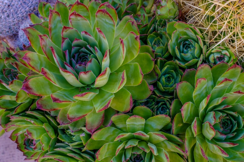 hens and chicks sempervivum with red tips