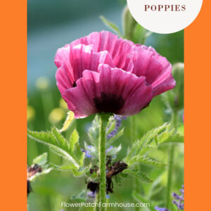 pink oriental poppy in garden, orange frame, text overlay Grow Oriental Poppies, easy for beginners, flower patch farmhouse dot com, see how