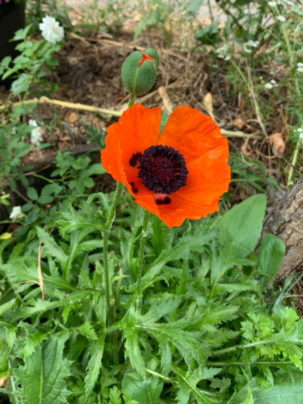 brilliant orange poppy with thistle like leaves