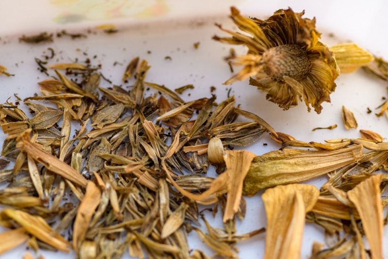 dried zinnia seeds and flower petals