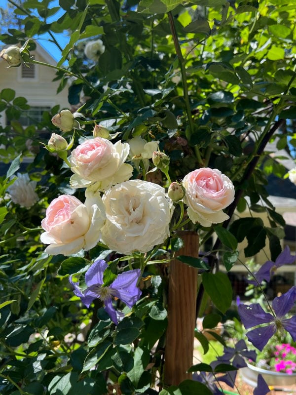 eden rose growing on arbor with lavender clematis