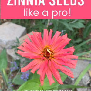 coral zinnia in garden with text overlay, harvest zinnia seeds like a pro, flower patch farmhouse dot com, tons of free flowers next season