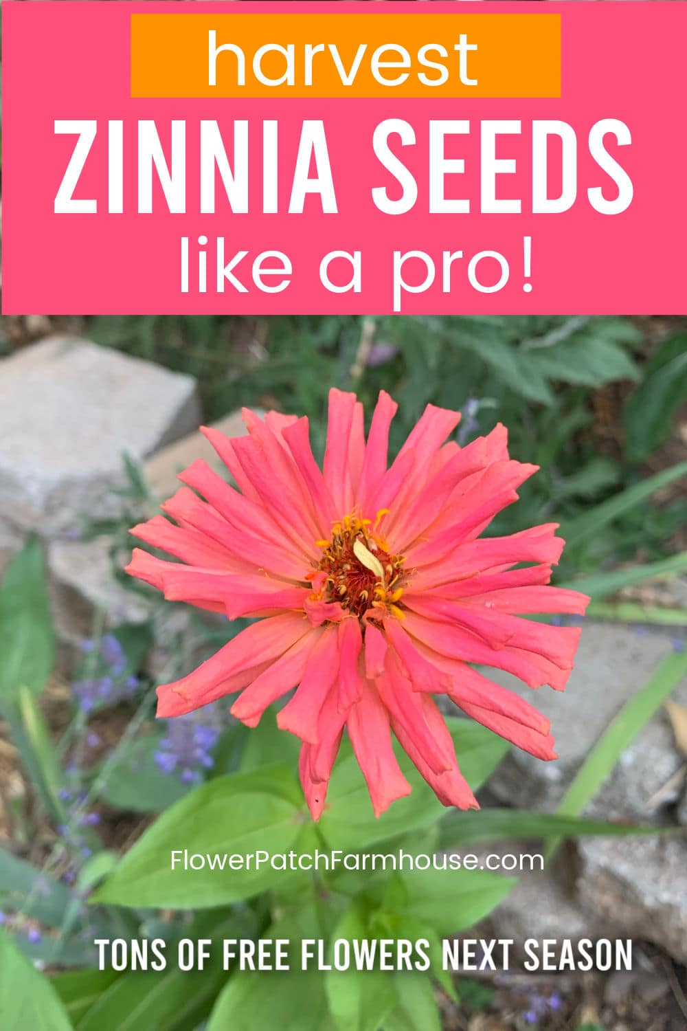 Harvesting Zinnia Seeds Flower Patch Farmhouse Batang Tabon