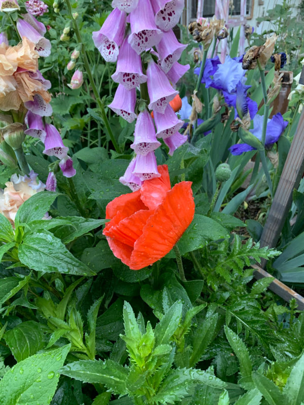 red oriental poppy planted with foxgloves and iris plus echinacea