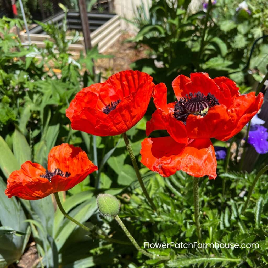 brilliant red oriental poppies growing in a garden