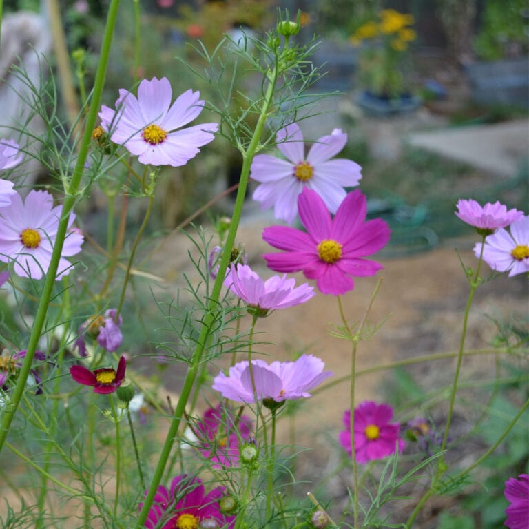 magenta and pink cosmos in a lush slow garden