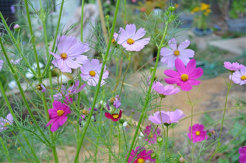 pink and magenta cosmos growing in a slow garden
