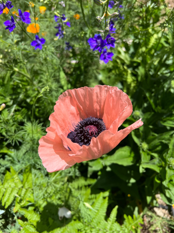 pink oriental poppy