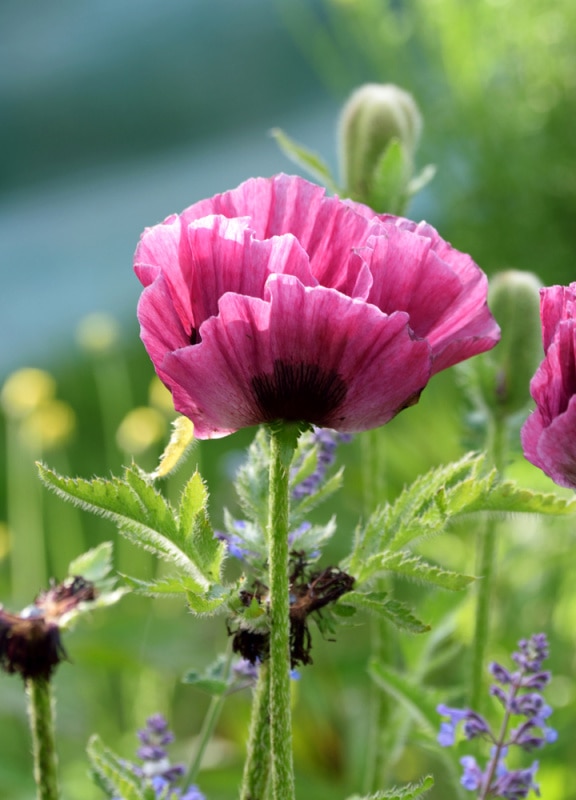 purple poppy in flower bed