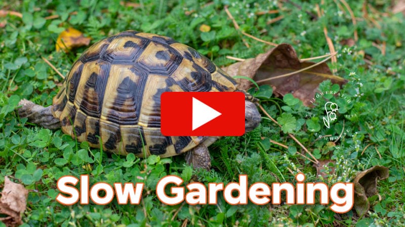 turtle crawling through greenery, text overlay, youtube play button, Slow Gardening, flower patch farmhouse dot com