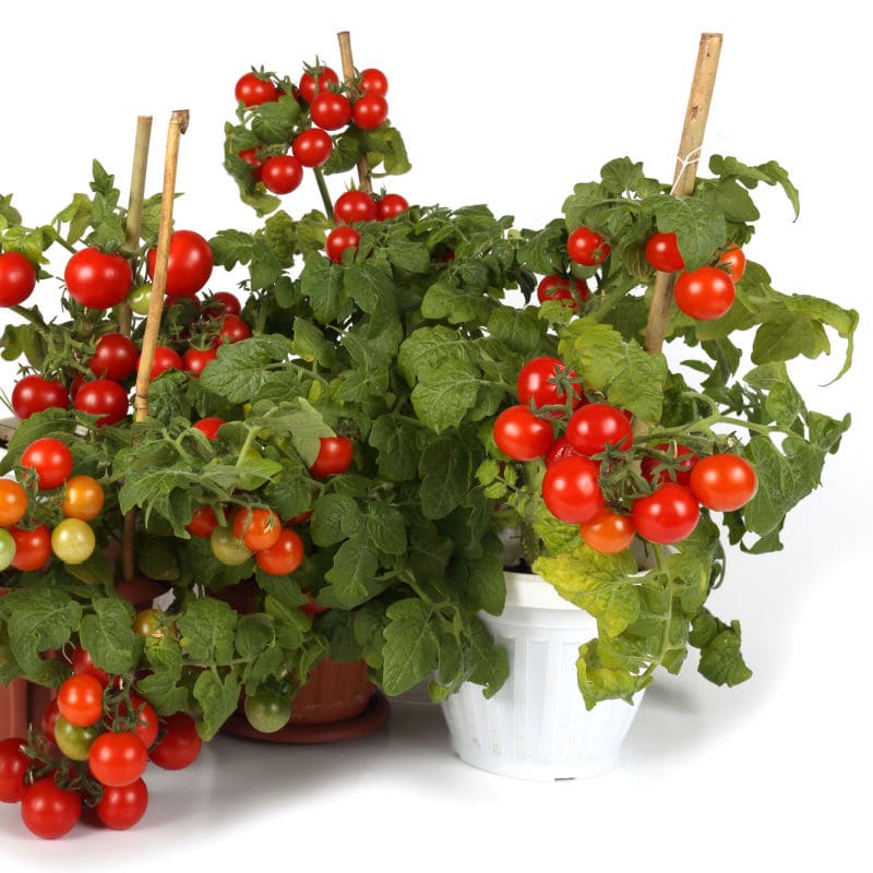 cherry tomatoes in pots with white background