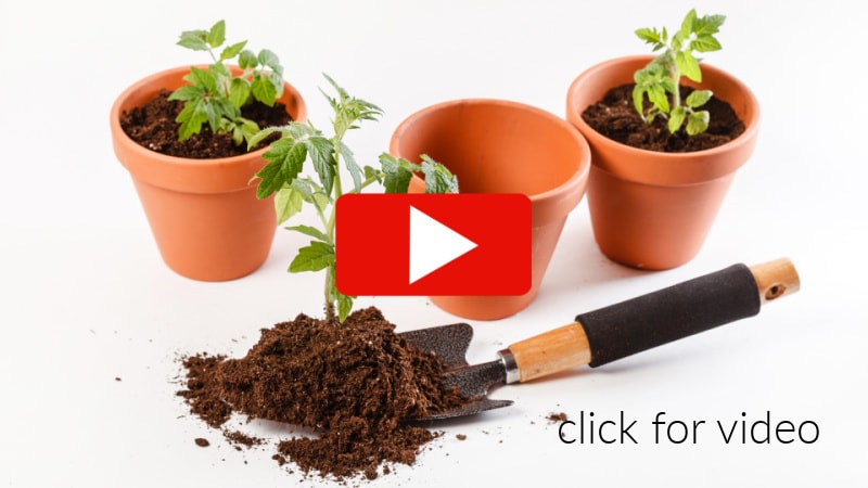 tomatoes in terra cotta pots, on white background with trowel holding soil and tomato seedling