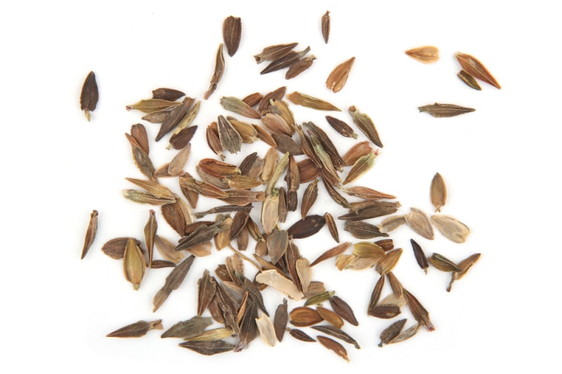 zinnia seeds on white background