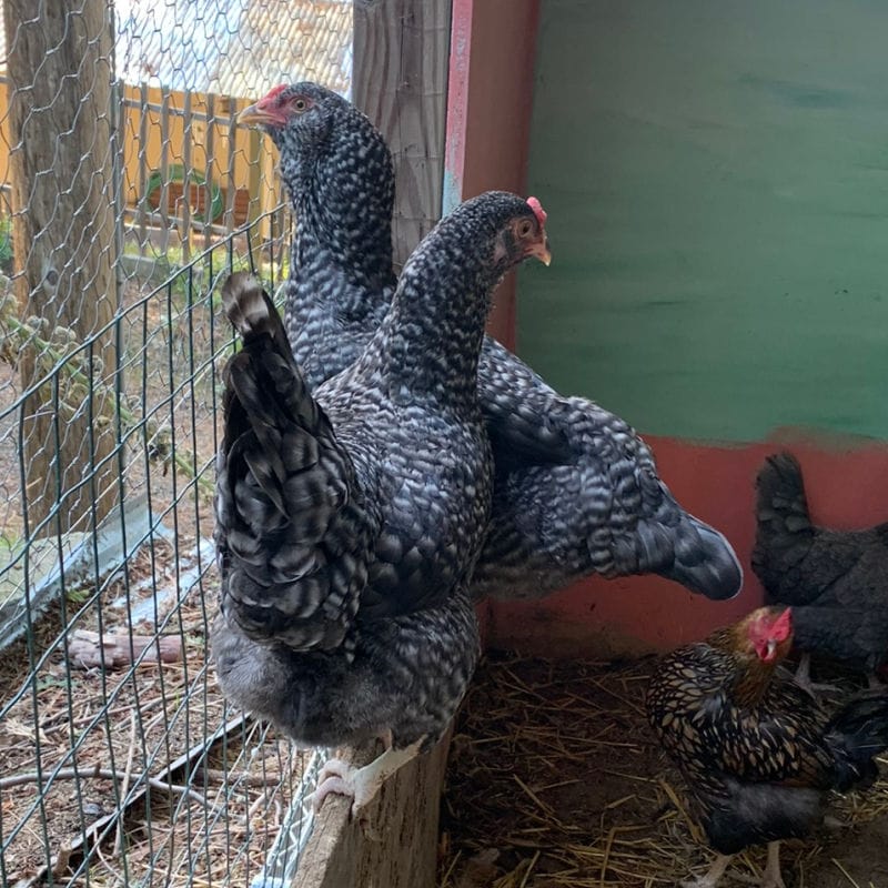 olive egger hens perched in a chicken coop