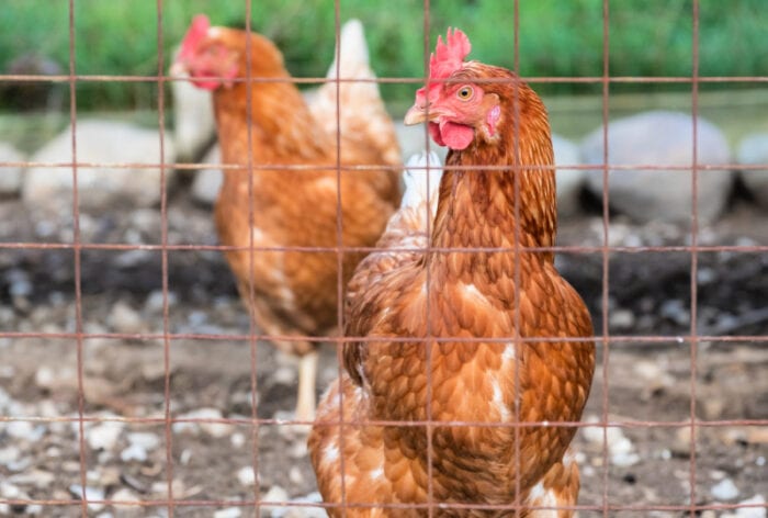 The ISA Brown Chicken: A Love Story - Flower Patch Farmhouse