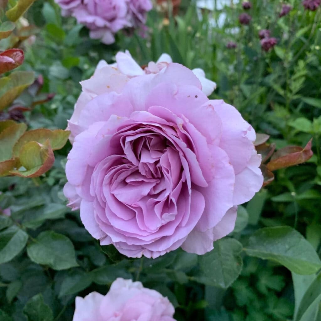 Love Song roses in container or pot