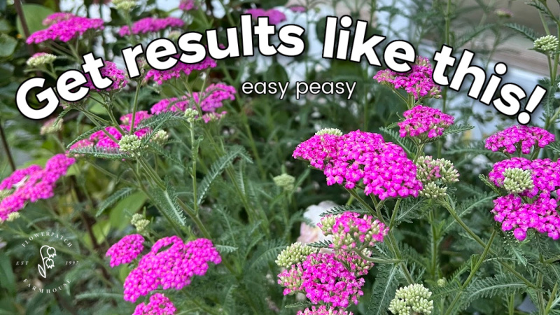 beautiful fuchsia yarrow aka achillea growing in the garden with text overlay, text reads: get results like this! Easy, peasy, flower patch farmhouse dot com 