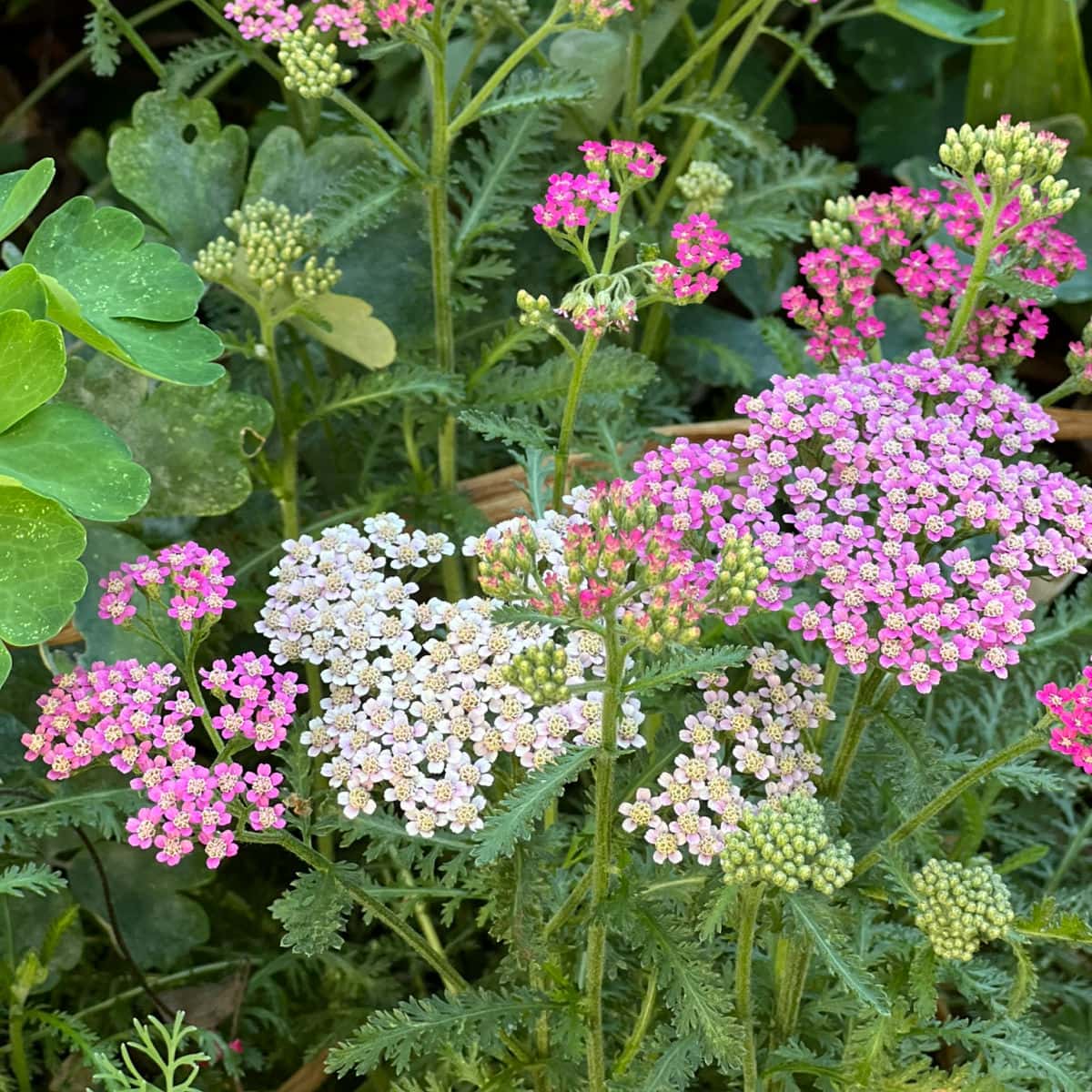 summer berries yarrow also known as Achillea, grown from seed in the garden, white, pink and fuchsia