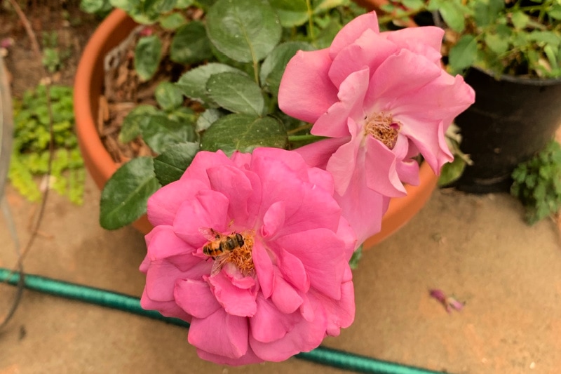 Bee on lavender rose in a pot or container
