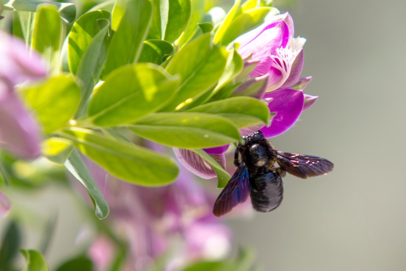 carpenter bee on purple flower