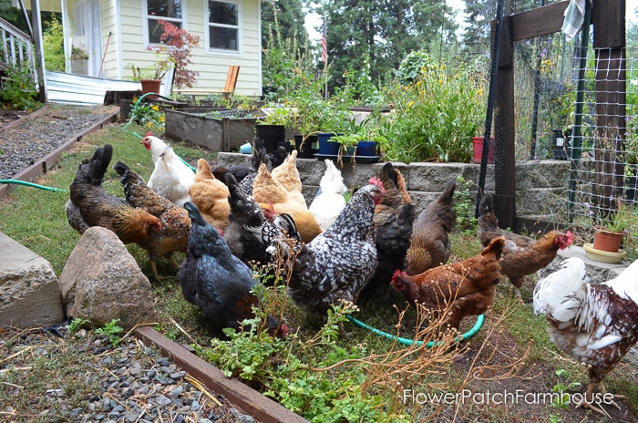 many varieties of chickens free ranging