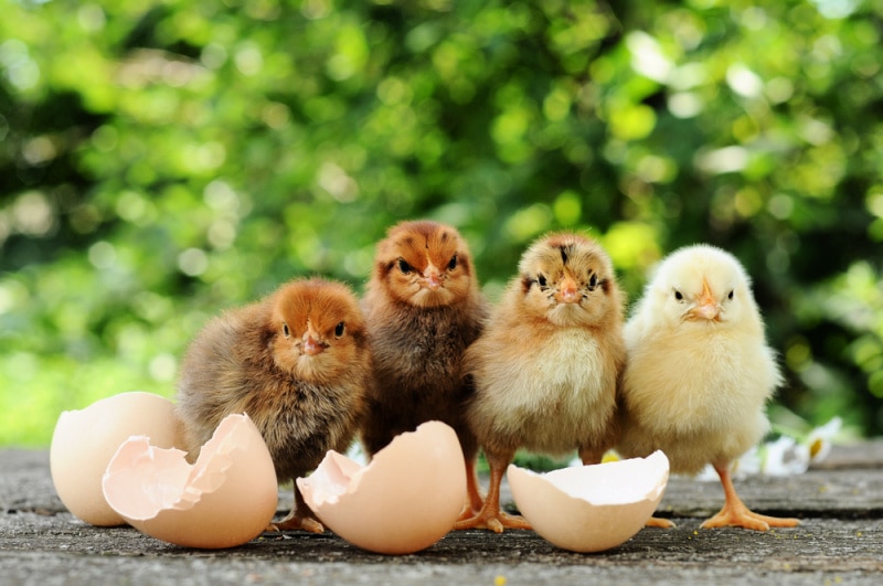 poultry chicks with egg shells with green trees in the background