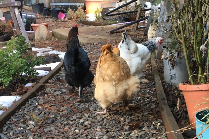 various chickens pecking the ground