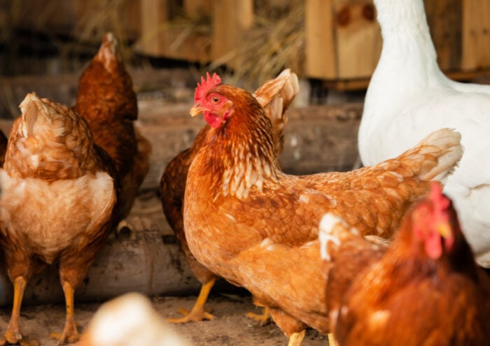 The ISA Brown Chicken: A Love Story - Flower Patch Farmhouse