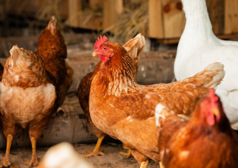 The ISA Brown Chicken: A Love Story - Flower Patch Farmhouse