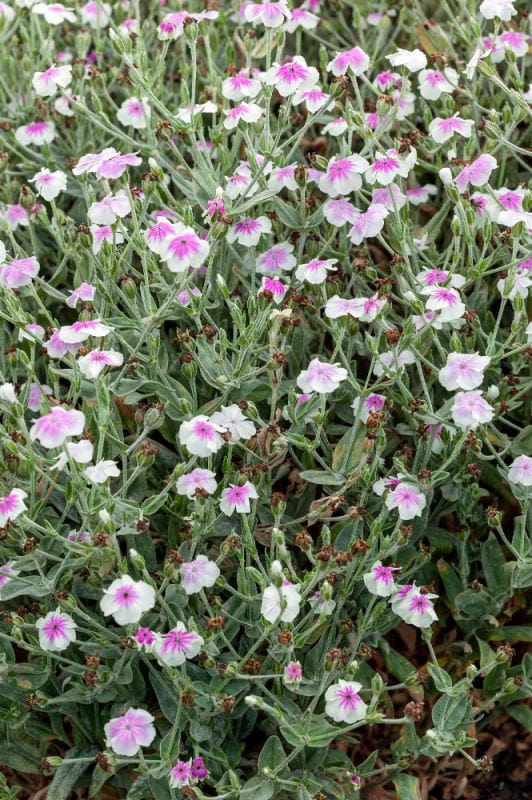 lychnis coronaria occulata, rose campion in a white with pink center