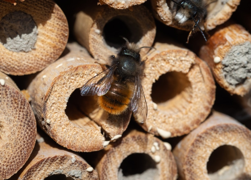 Mason bees at an insect hotel