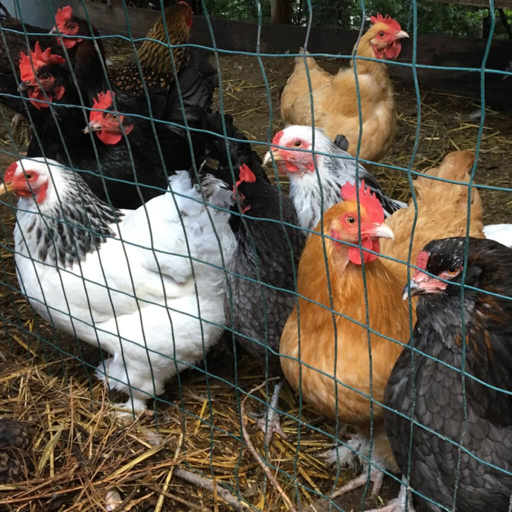 variety of chicken breeds in a pen, raising chickens