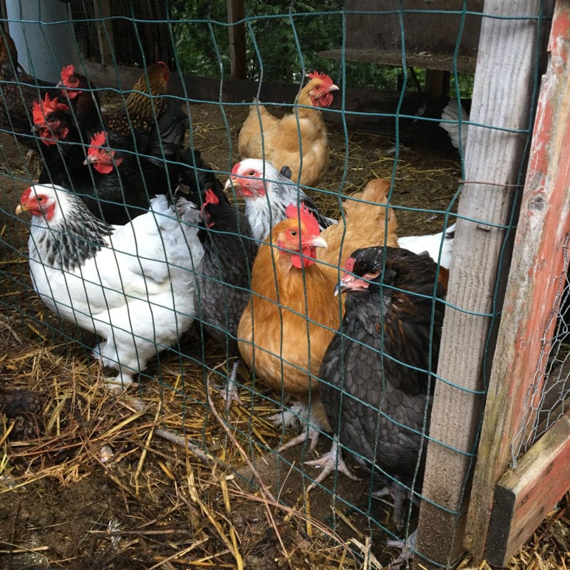 different breeds of chickens in a pen
