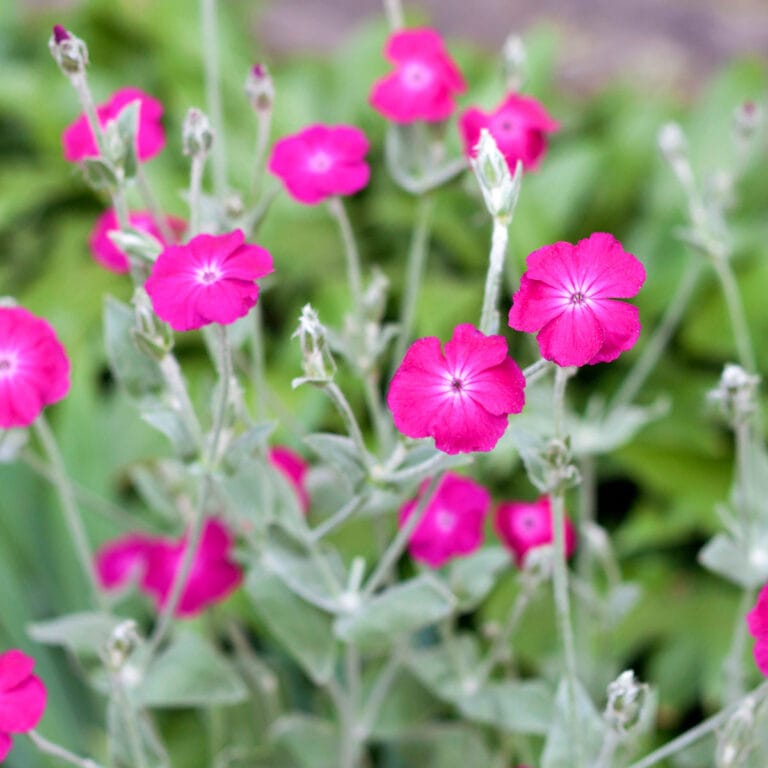 rose campion lychnis coronaria