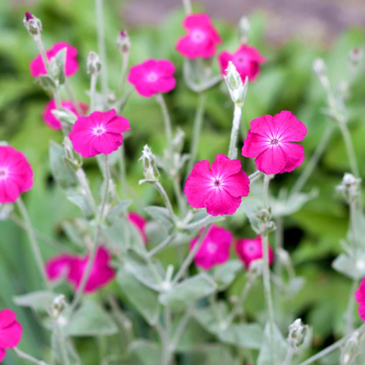 rose campion lychnis coronaria